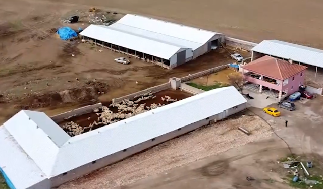 Babası Kovdu, Vadeli Kuzuyla Servet Kurdu