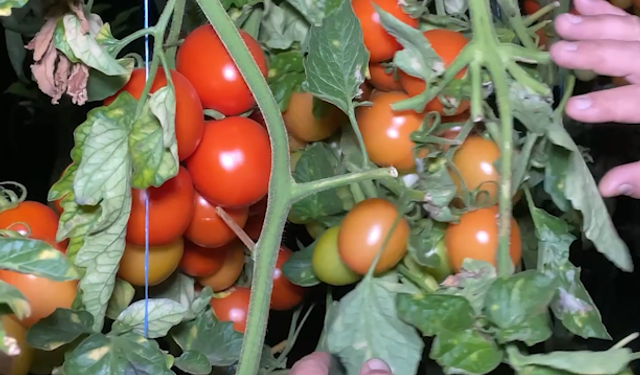 Seralarda Don Nöbeti: Çiftçi Sobayla Sabahladı