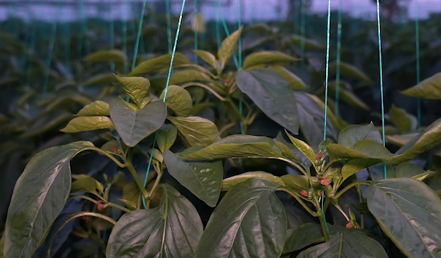 Antalya’da Don Nöbeti Tarih Oldu: Seralar Cebe Taşındı