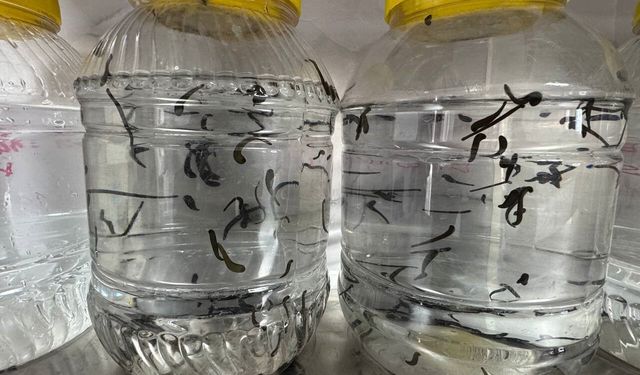 Türkiye’nin İlk Kamu Sülük Merkezi Dikkat Çekiyor