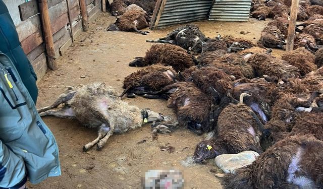 Kars’ta Kurt Dehşeti: Ağıla Giren Kurtlar 130 Koyunu Telef Etti