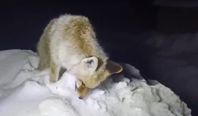 Hakkari’de Dondurucu Soğuk Doğayı Vurdu: Tilki Ayakta Dondu