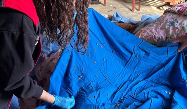 Fındıkta Kahverengi Kokarcaya Biyolojik Müdahale