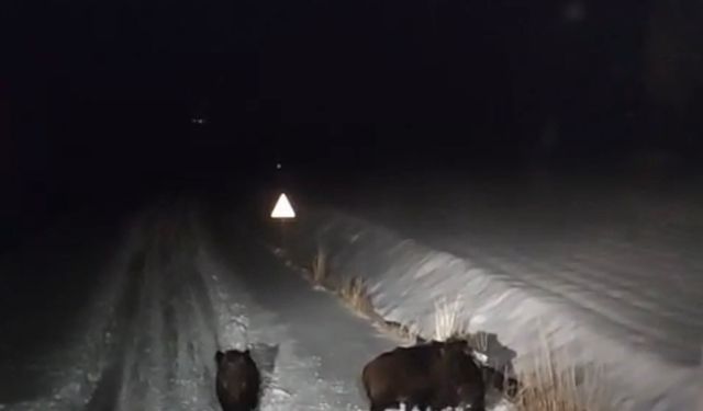 Aç Kalan Kurt Ve Domuzlar Diyarbakır’da Şehre İndi