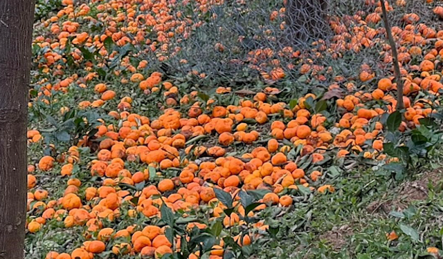 Poşetler Yetmedi, Mandalinalar Torpidoya Taştı