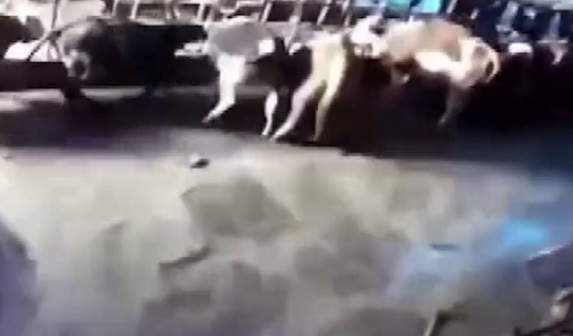 Sivas’ta Ahır Çöktü Hayvanlar Enkaz Altında Kaldı