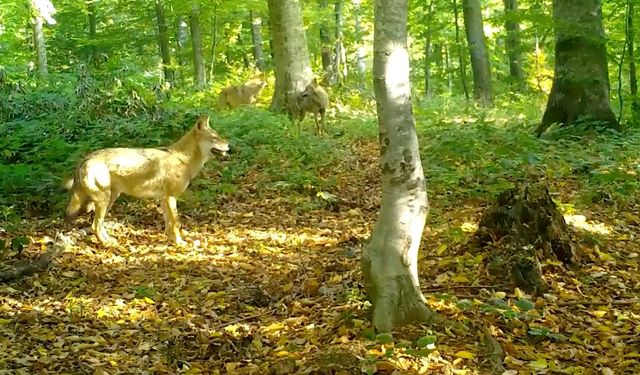 Uludağ’da Kurtlar Aynı Karede Görüntülendi