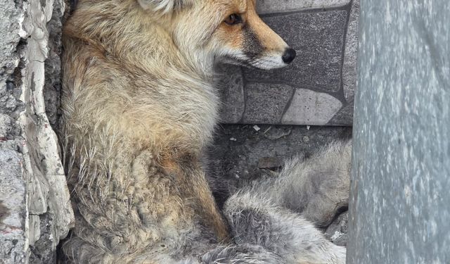 Yaralı Tilkiyi Başkan Demir Fark Etti, Tedaviye Alındı