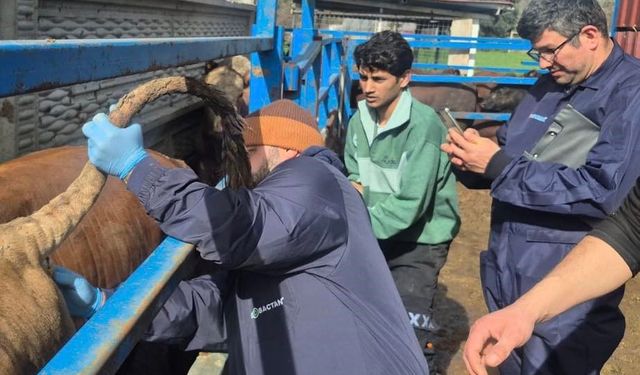 Menteşe’de İthal Besilik Sığırlar Yakın Takipte: Detaylar Ortaya Çıktı