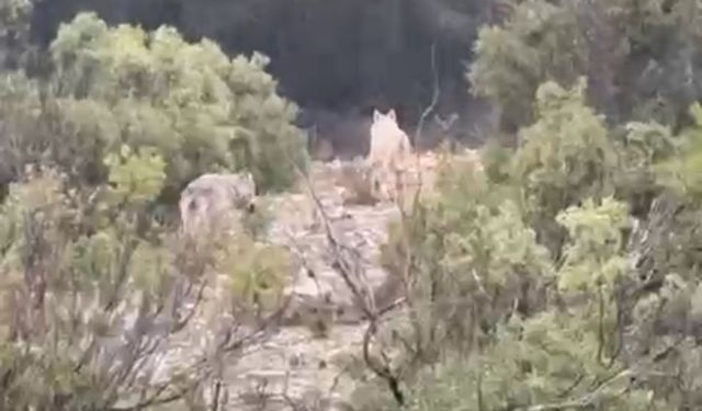 Muğla’da Doğada Nadir An: Kurtlar Kameraya Takıldı