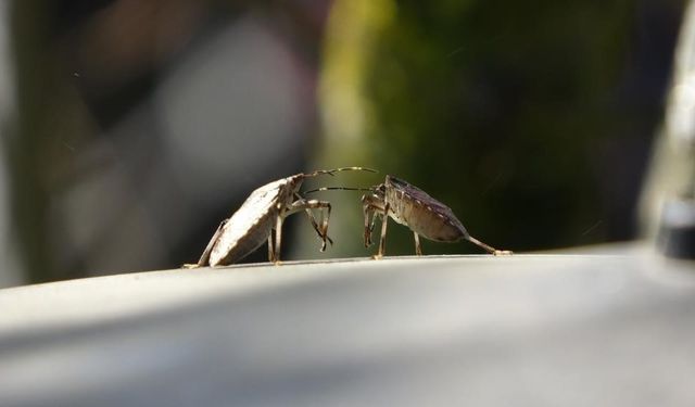 Doğu Karadeniz’de İstilacı Tür Alarmı: Tarım Aynı Anda Kuşatma Altında