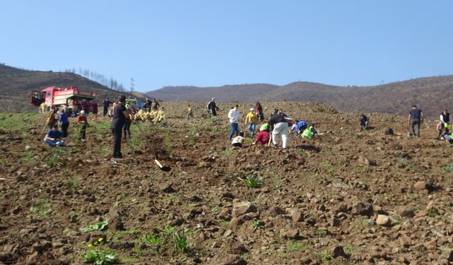 Hatay’da Yanan Ormanlar İçin Seferberlik: 30 Bin Fidan