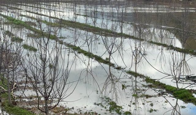 Elma Bahçeleri Göle Döndü: Üretici Yağışla Sevindi