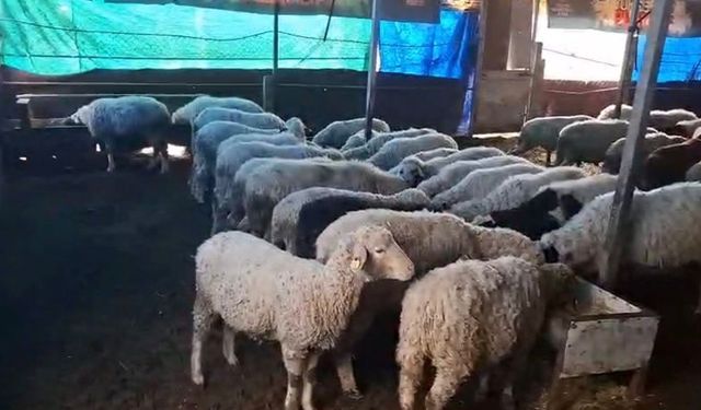 Denizli’de 4 Koyunla Başladılar, 6 Yılda 600 Sakız Cinsi Küçükbaş Ürettiler