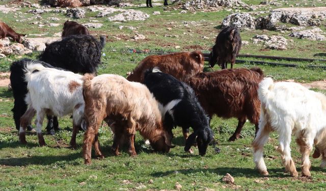Şanlıurfa’da Kar ve Yağmur Toprağa Can Suyu Oldu