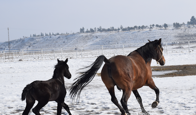 Şampiyon Adayı Taylar Doğmaya Başladı