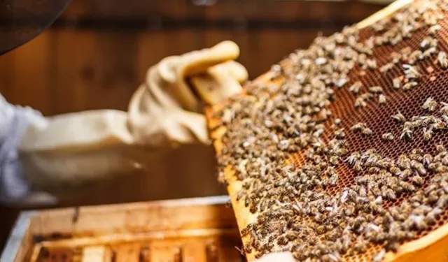 Balda Ordu, Kolonide Muğla Zirvede: Veriler Açıklandı