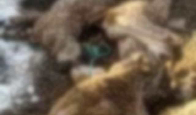 Sivas’ta Kar Faciası: Ahır Çöktü, 54 Küçükbaş Telef Oldu