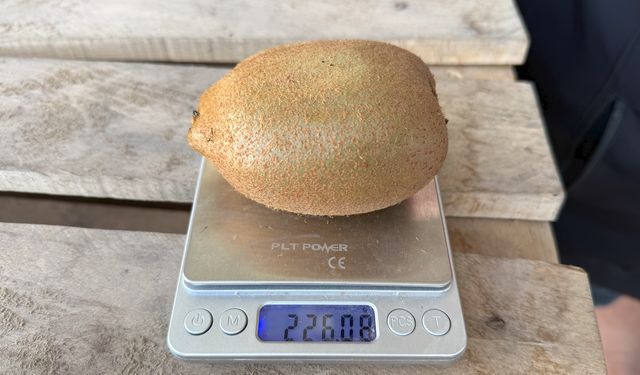 İznik’te Kiviler Rekor Kırdı: 4 Tanesi 1 Kilo Oldu