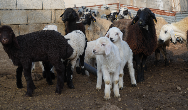 Muş’ta Küçükbaşta Büyük Artış: 650 Bin Yavru Bekleniyor