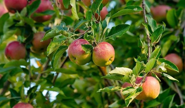 Isparta’da Elmada Büyük Kayıp: Yüzlerce Ton İmha Edildi