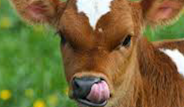 Kırklareli’nde Buzağılar İçin Kritik Seferberlik