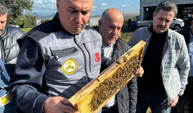Koloni Azaldı Ancak Bal Üretimi Arttı