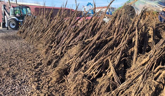 Muğla’da Üreticiye Dev Fidan Desteği: 50 Bin Ağaç Toprakla Buluştu