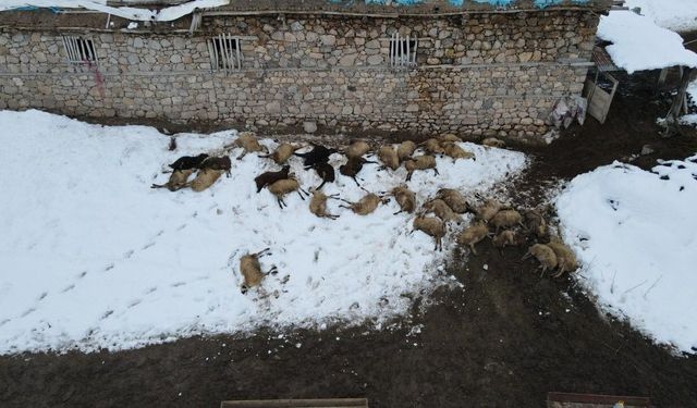 Kemah’ta 80 Koyun Telef Oldu, Zehirlenme Şüphesi