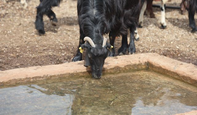 Zehirli Su İddiası: 43 Küçükbaş Telef Oldu