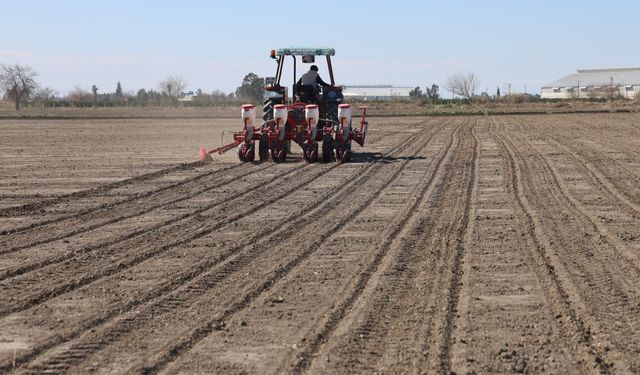 Çukurova’da Yağış Umudu: Mısır Ve Ayçiçeği Ekimi Başladı