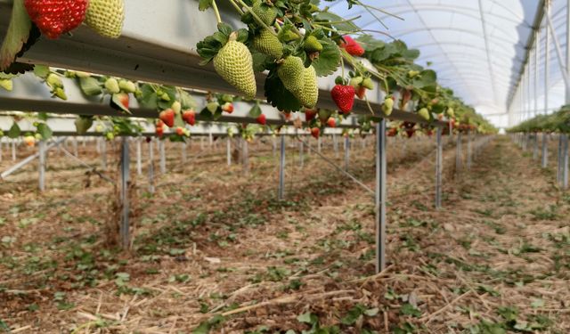 Silifke Çileğinde Hasat Başladı: Fiyat 160 Liraya Kadar