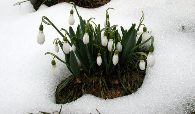 Torosların Gelinliği İçin Kritik Karar: 7 Milyon İhraç