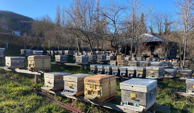 Soğuk Hava Arıları Vurdu: Kolonilerde Kayıp Var