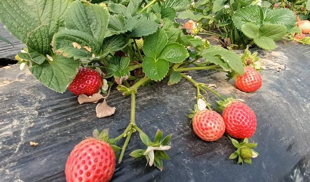 Köprübaşı Çileğinde Rekor Fiyat: Kilosu 200 TL