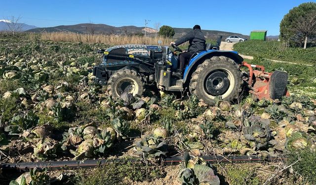 Pazarda 70 Lira, Tarlada Çürüyor: Lahanada Büyük Kriz