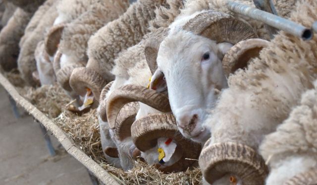 Rekor Fiyatlı Koçlar Satışa Çıkıyor: Gözler 25 Mart’ta