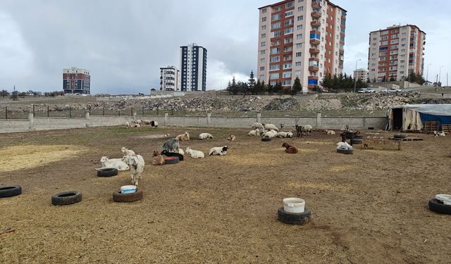 Gece Yarısı Dehşeti! Ahıra Saldırdılar: 6 Keçi Telef, 5’i Kayıp