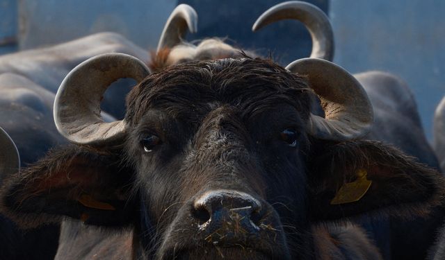 Milyonları İlgilendiren Gelişme! Mandada Verim 2 Katına Çıktı