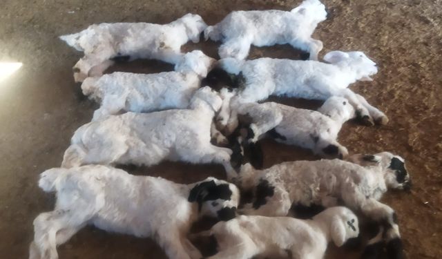 Kritik Alarm! Kuzular Peş Peşe Telef Oluyor