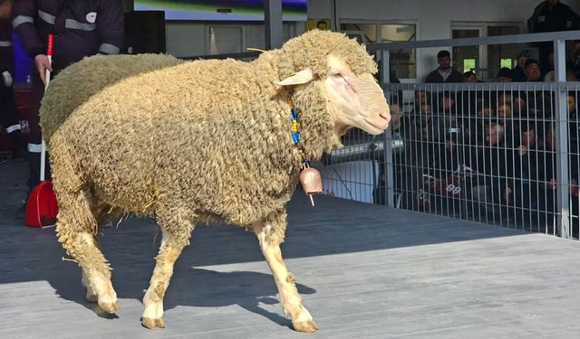 Rekor Kıran Koç Satışı: Fiyatı Dudak Uçuklattı