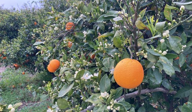 Hasat Bitmeden Çiçek Açtı: Mersin’i Koku Sardı