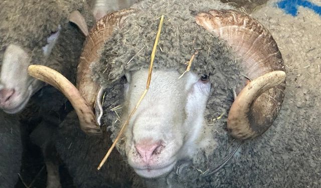 1 Milyonluk Koça Talep Patladı: Kuzuları Şimdiden Kapışılıyor