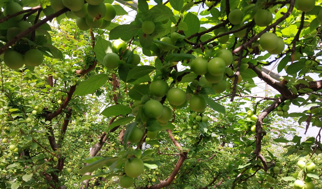 Sezon 4 Binle Açıldı, Fiyatlar Hızla Düştü!
