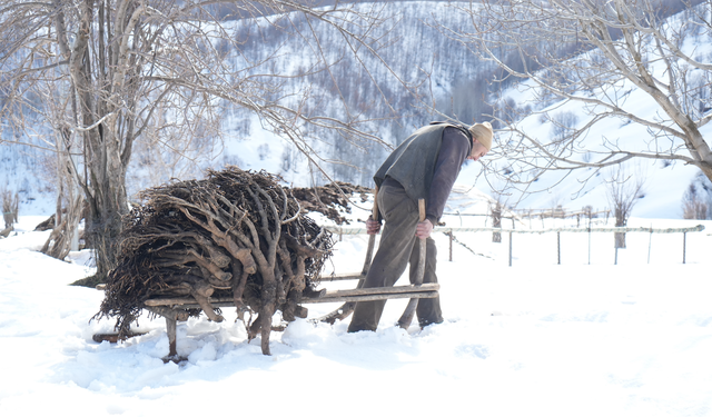Muş’ta Geven Otu Geleneği Sürüyor