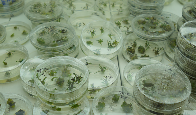 Kuraklığa Dayanıklı Domates Geliyor mu?