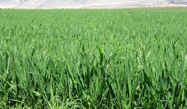 Kuraklık Bitti, Rekolte Uçuşa Geçti! Çiftçi Rahat Nefes Aldı