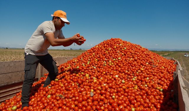 SALÇALIK DOMATESTE KRİTİK KARAR: ÇİFTÇİ SÖZLEŞMEDEN KAÇIYOR