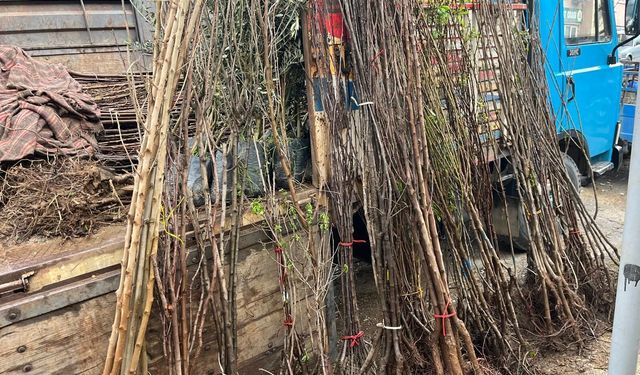 BULDAN’DA FİDAN SEZONU HAREKETLENDİ: TALEP ARTTI