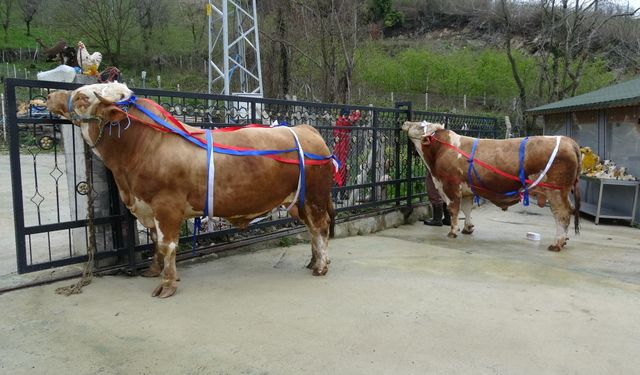 TONLUK KURBANLIĞA UMRE HEDİYESİ ŞAŞIRTTI